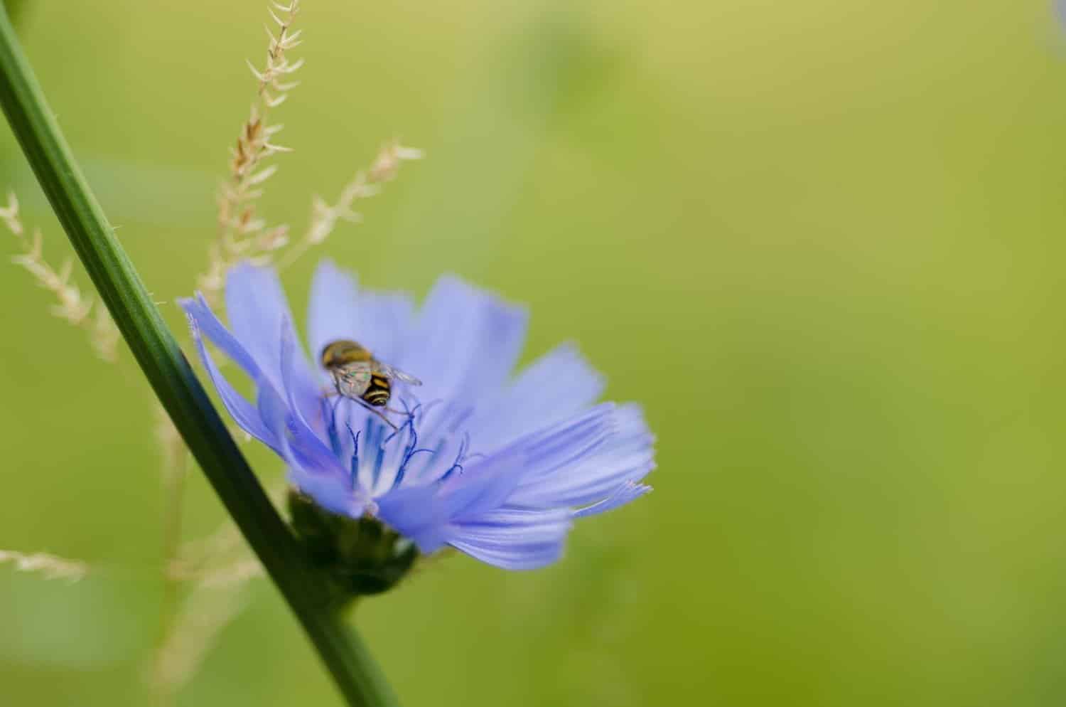 Pourquoi prendre la fleur de Bach chicorée