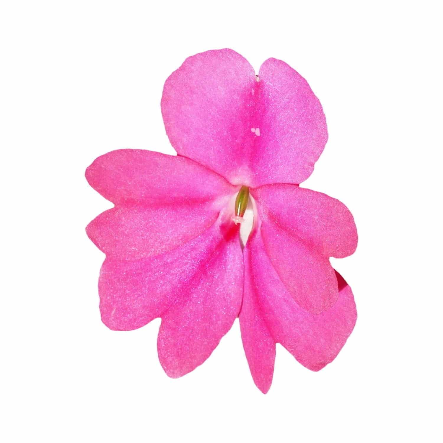 Tous les bienfaits de la fleur de Bach impatiente
