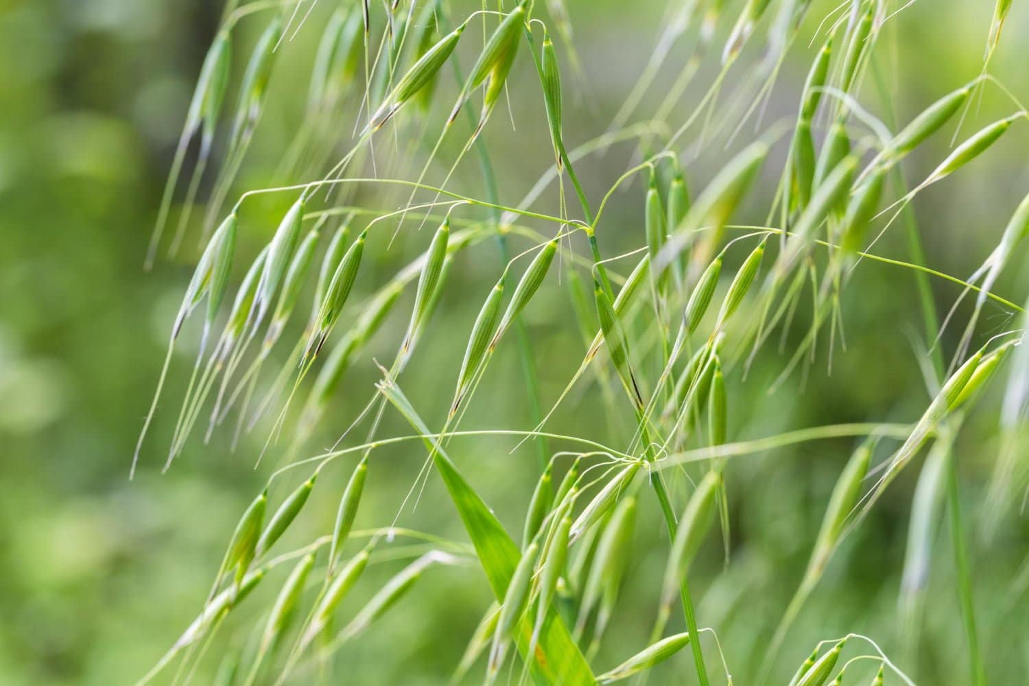 Avoine sauvage : bienfaits et conseils d’utilisation de la fleur de Bach n°36