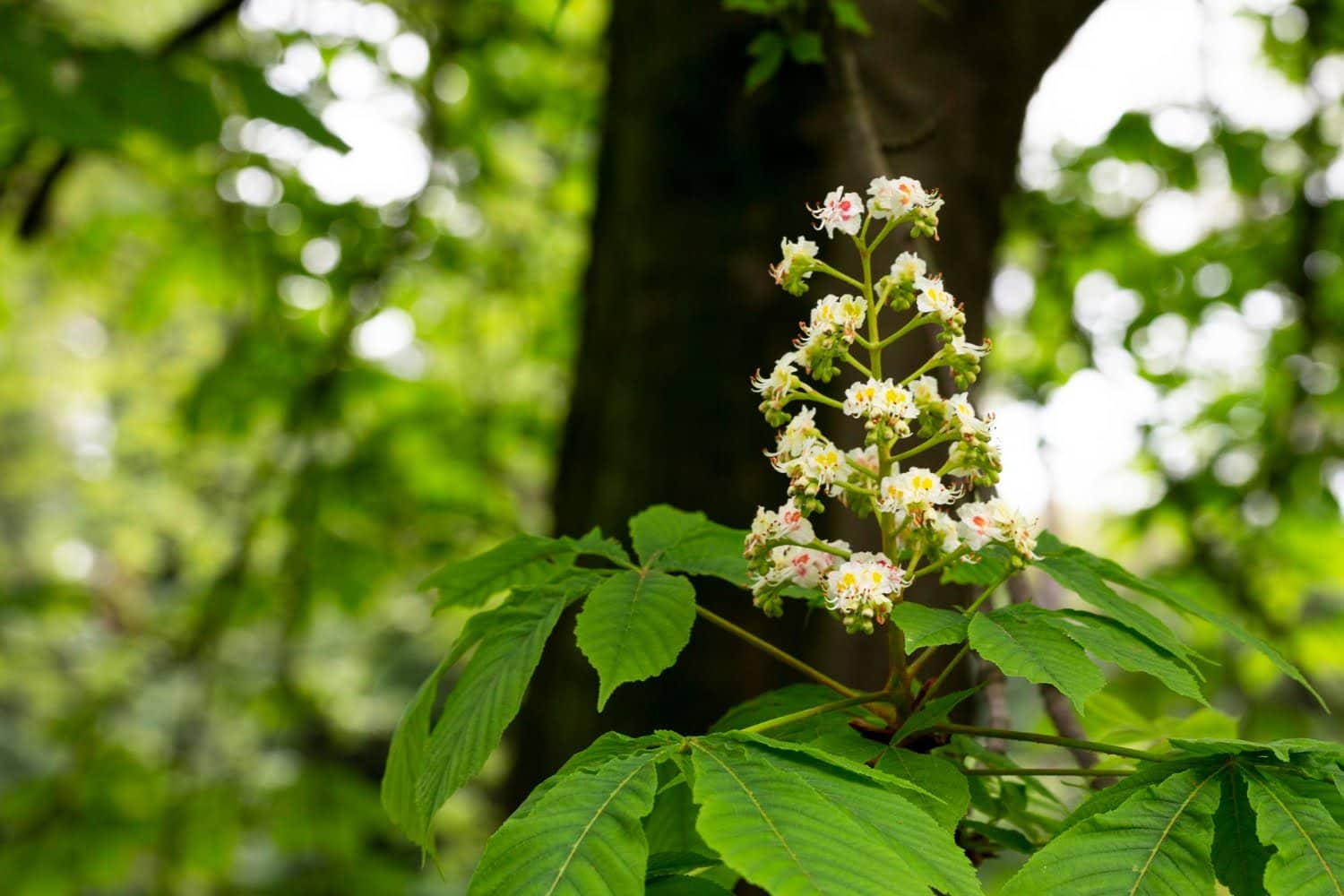 Tout savoir sur la fleur de Bach marronnier blanc (élixir n°35)