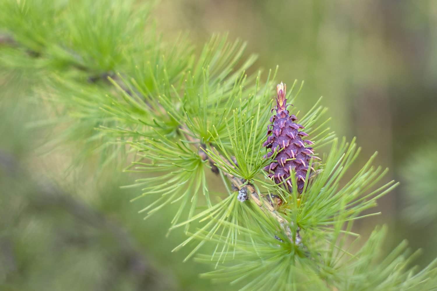La fleur de Bach n°19 mélèze : tous ses bienfaits