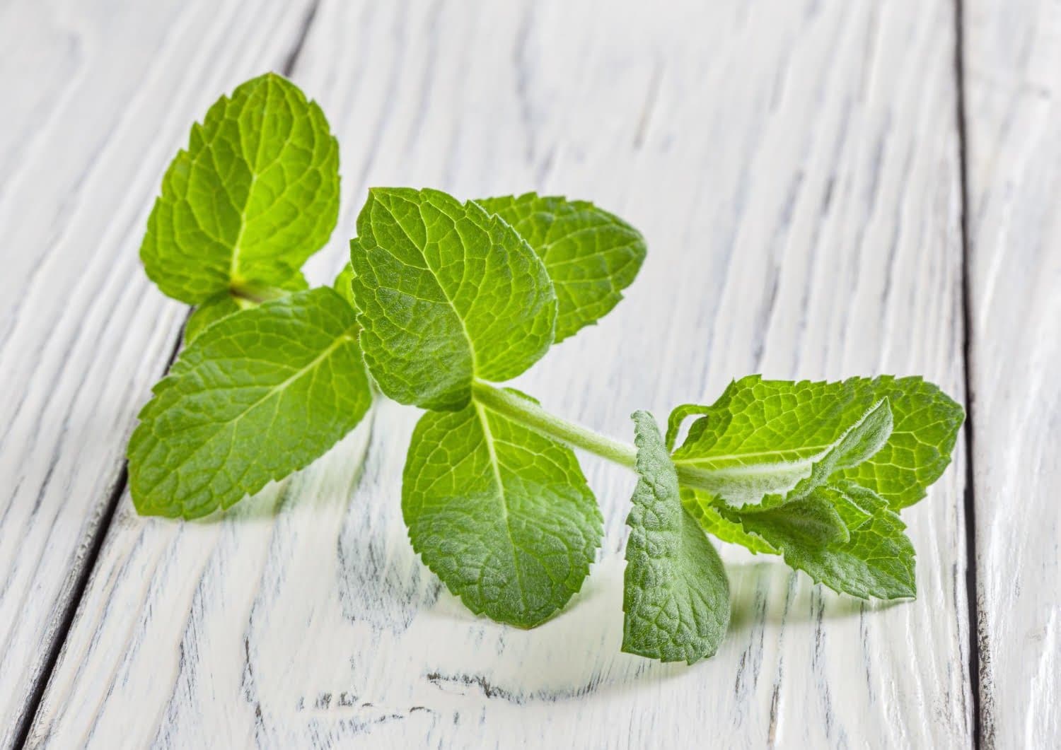L’huile essentielle de mélisse officinale : puissante et équilibrante