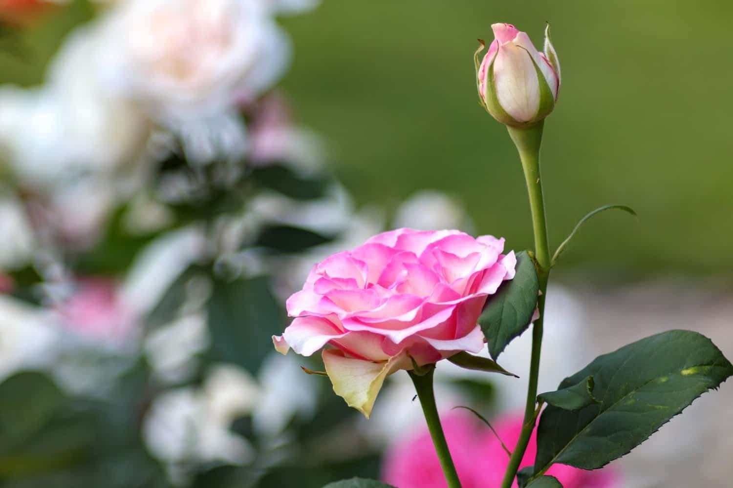 Les 3 atouts de l’huile essentielle de rosier de Damas