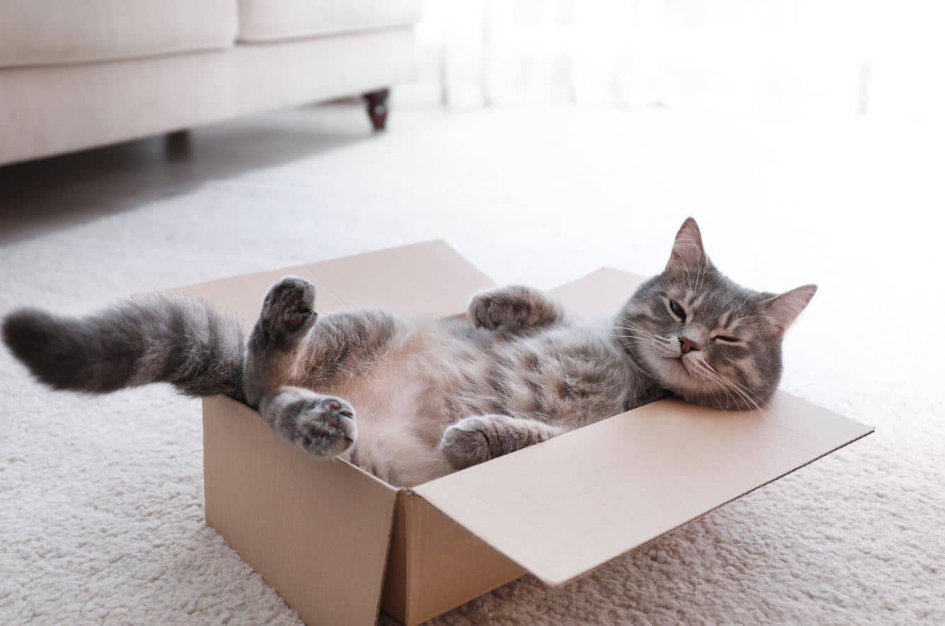 Les 10 talents époustouflants des chats que nous aimerions tous avoir !