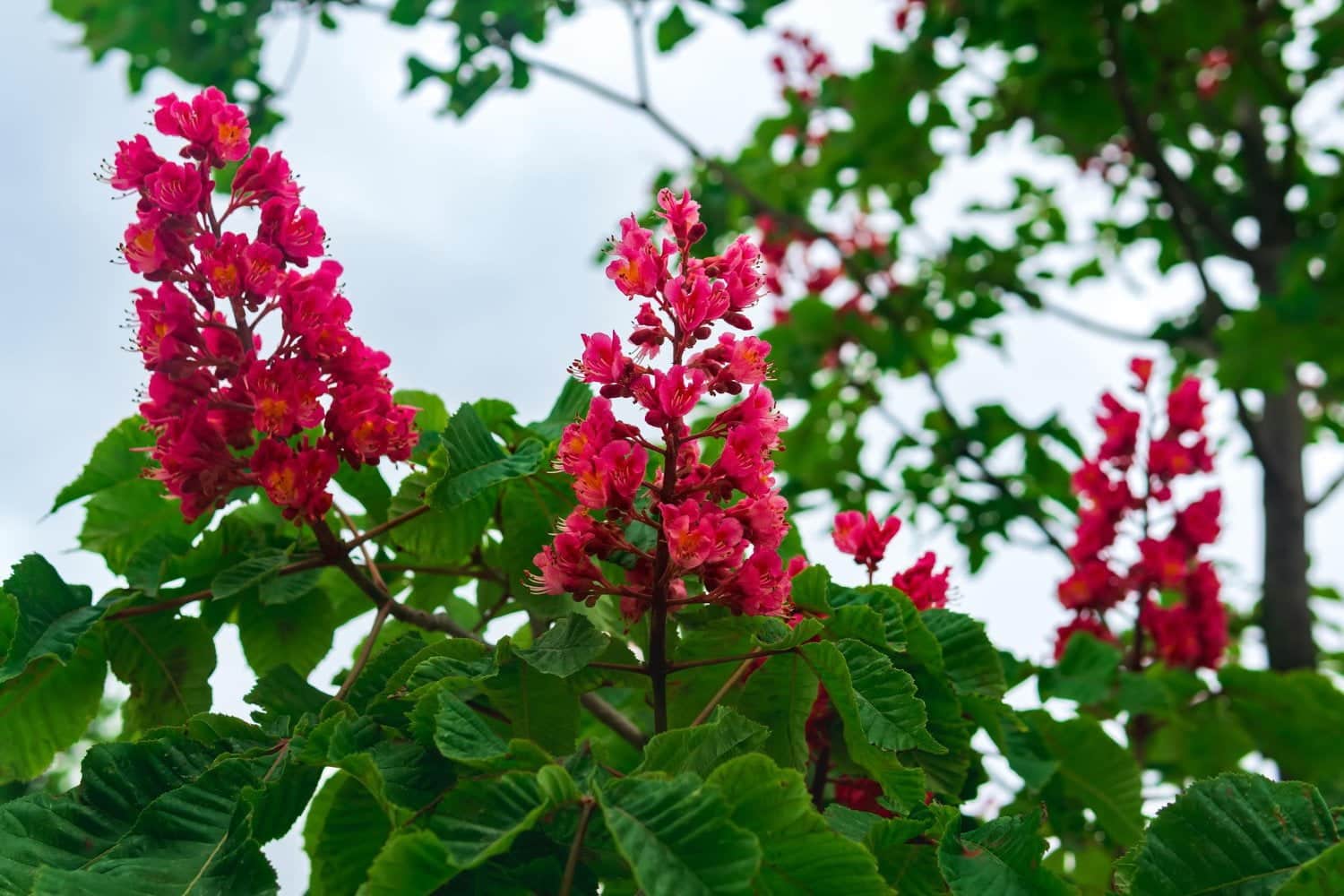 Les vertus de la fleur de Bach marronnier rouge (élixir n°25)