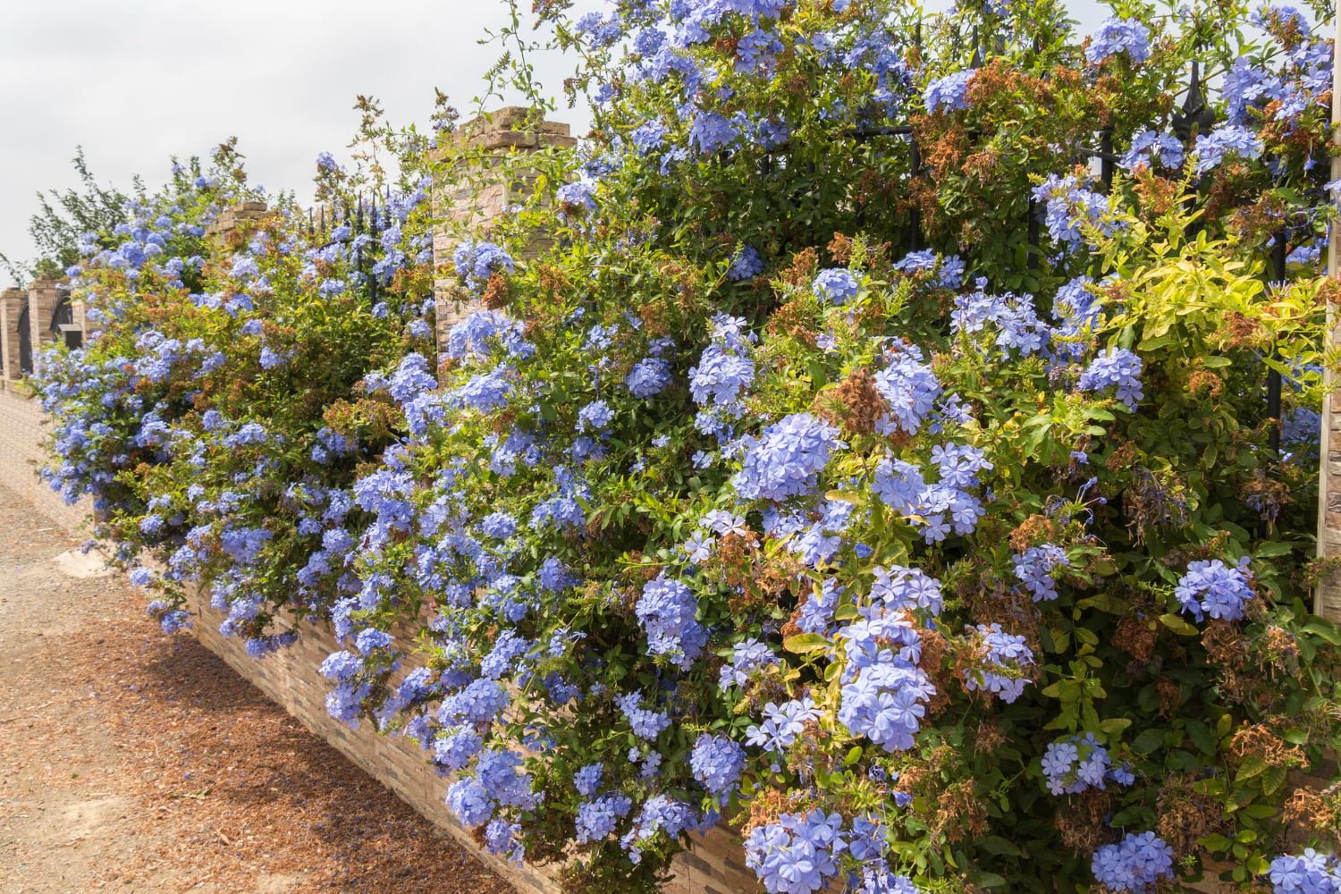 Découvrir la fleur de Bach cerato ou plumbago (élixir n°5)