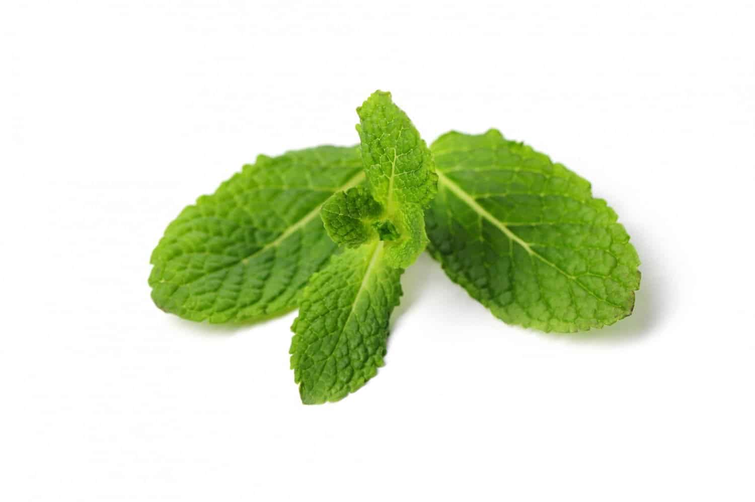 Bien comprendre les usages de l’huile essentielle de menthe verte