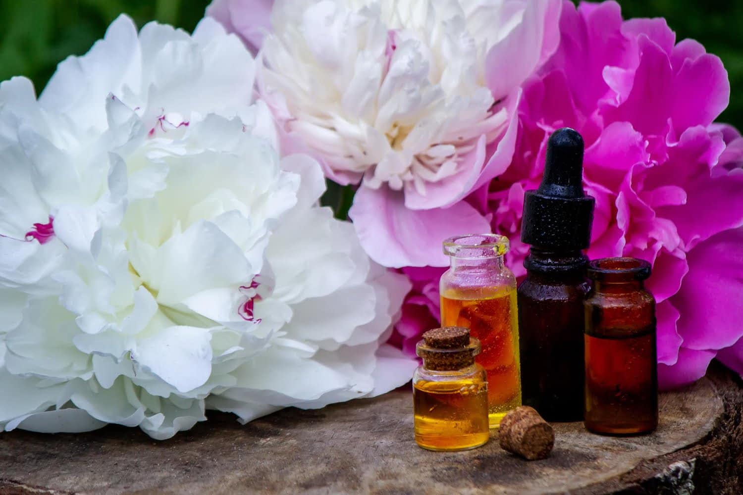 L’huile essentielle d’encens : la supériorité de la variété Boswellia rivae