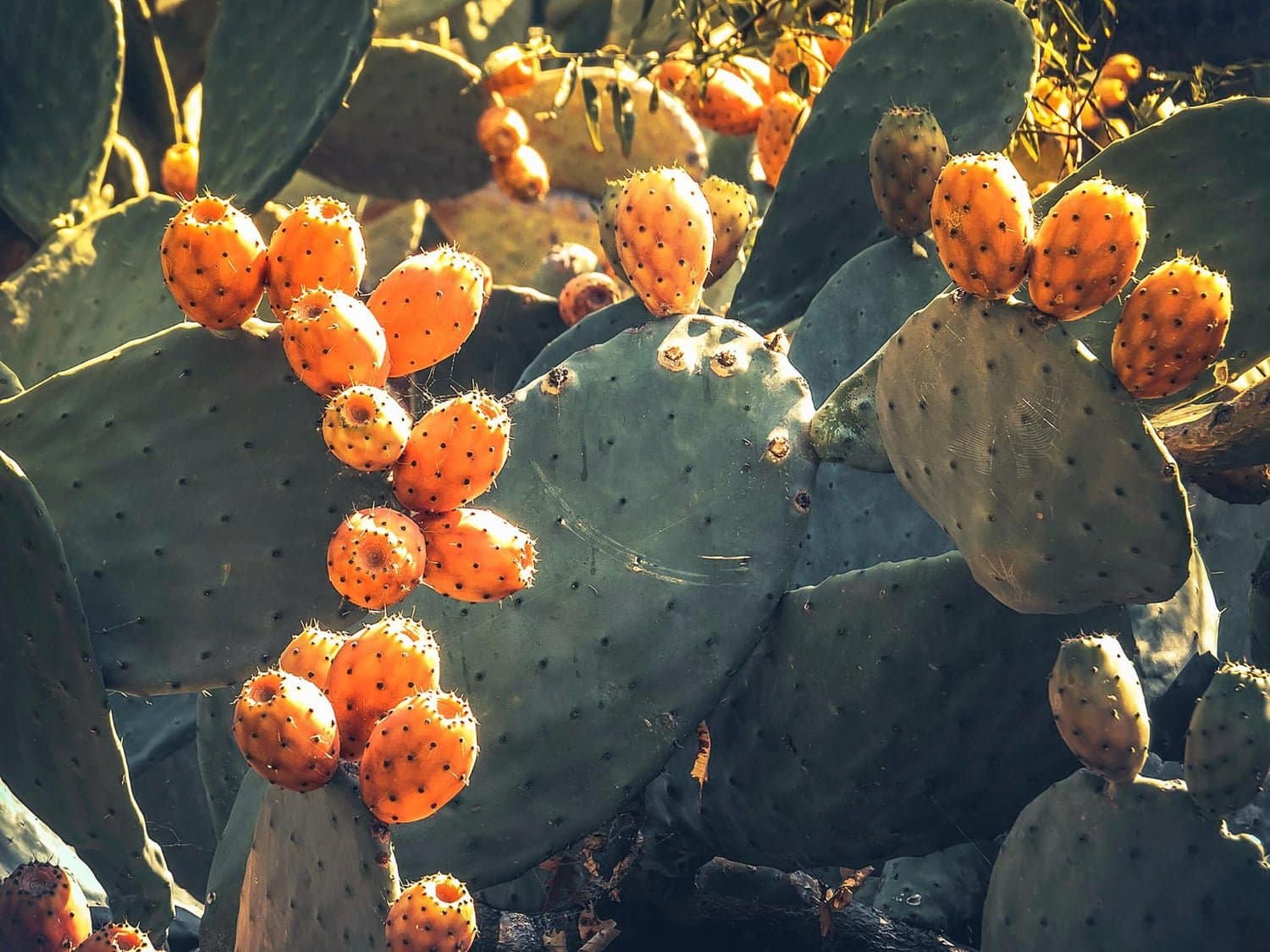 Le nopal : ce cactus qui vous veut du bien