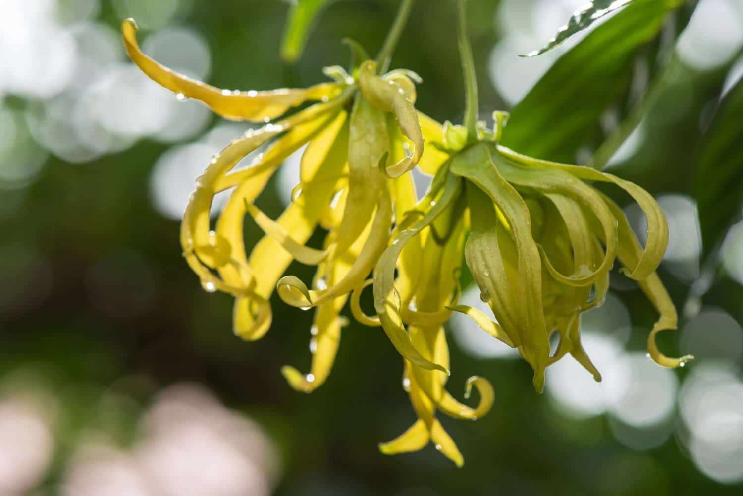 L’ylang-ylang : la médecine naturelle qui sent bon