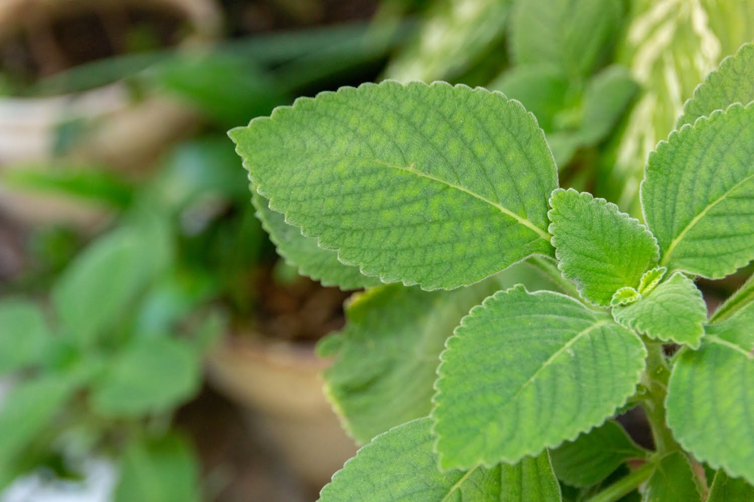 Le boldo en phytothérapie : bienfaits, usages, prudence