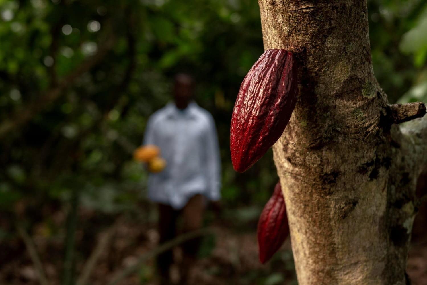 Les propriétés médicinales du cacao et les meilleures façons d’en profiter