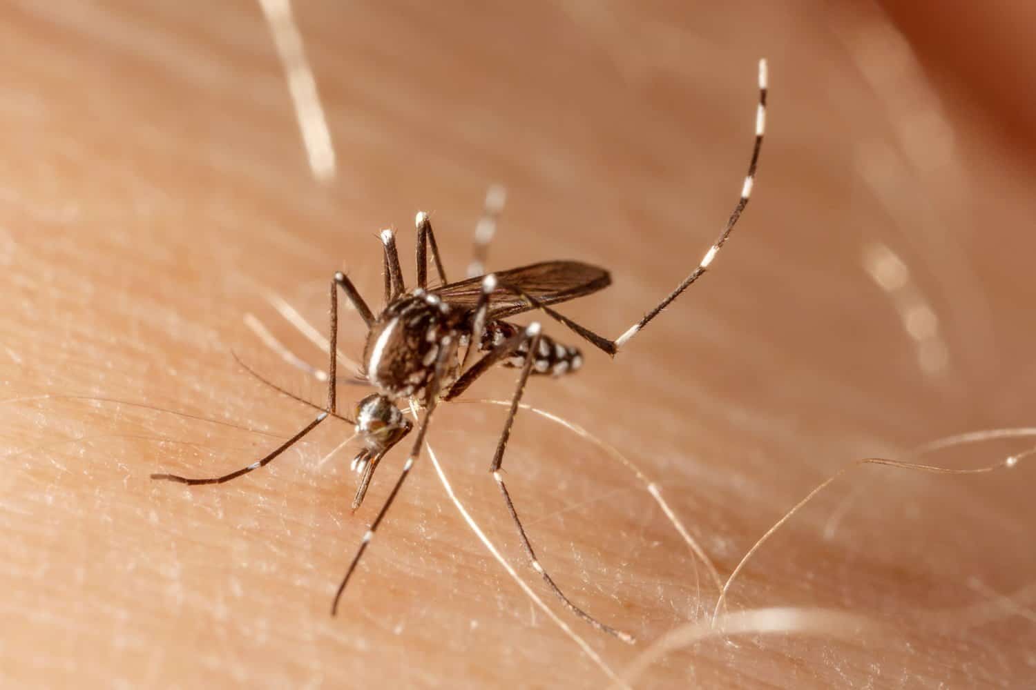 Qu’est-ce que le chikungunya ? Y a t-il un danger en France? En voyage?