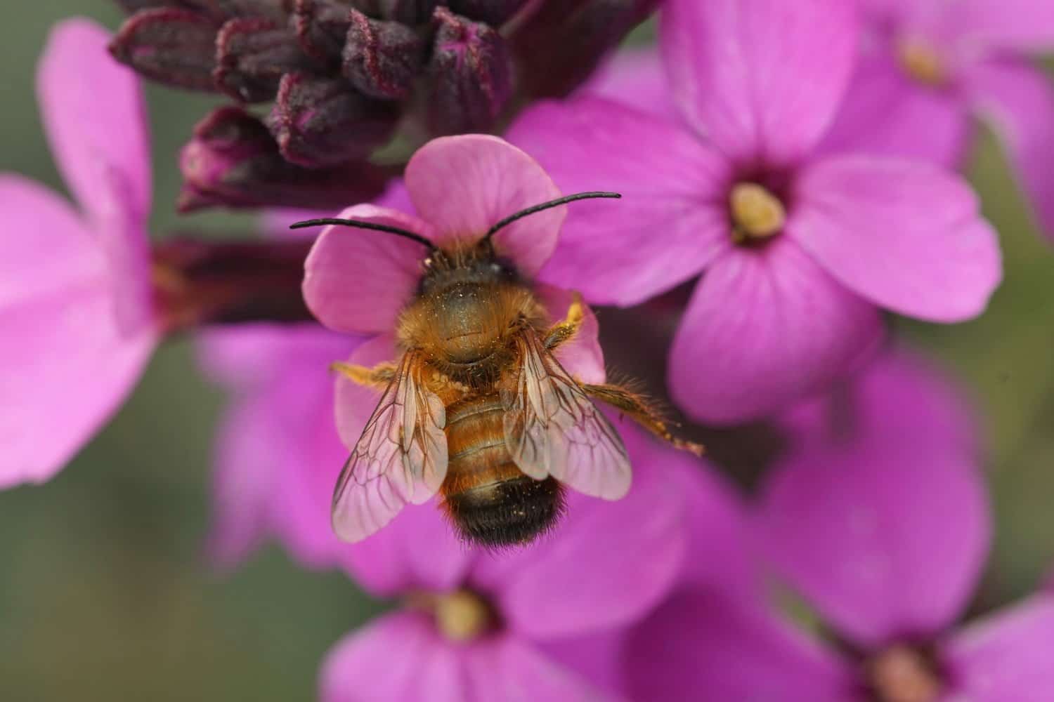 Ibéris amer : une plante aux multiples bienfaits et ses usages en phytothérapie