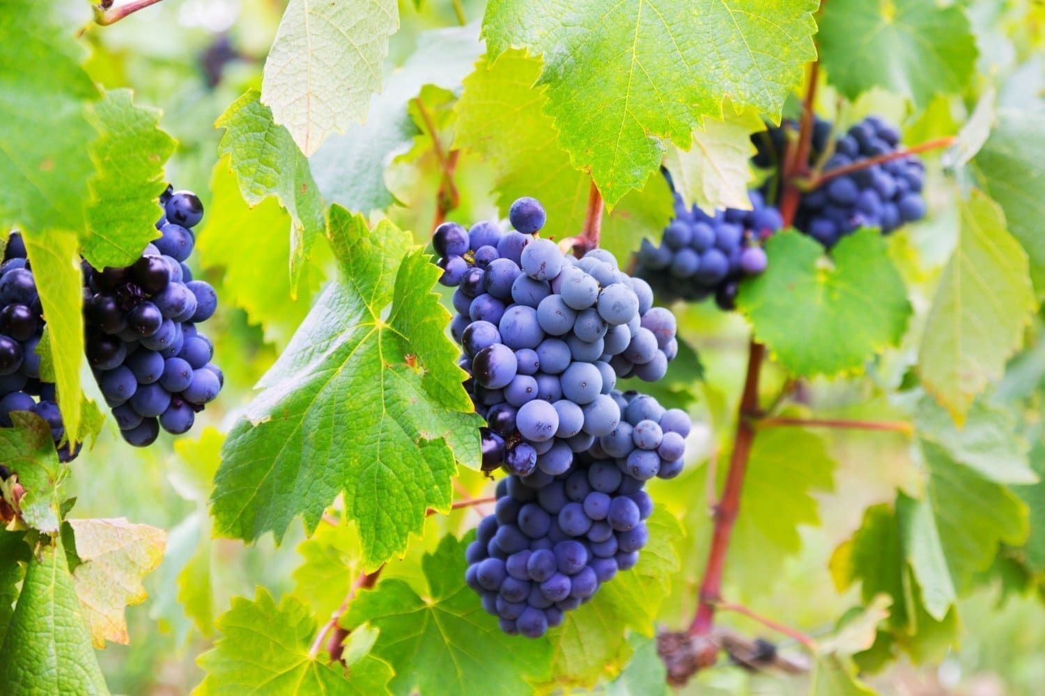 La vigne rouge : un remède contre les troubles veineux