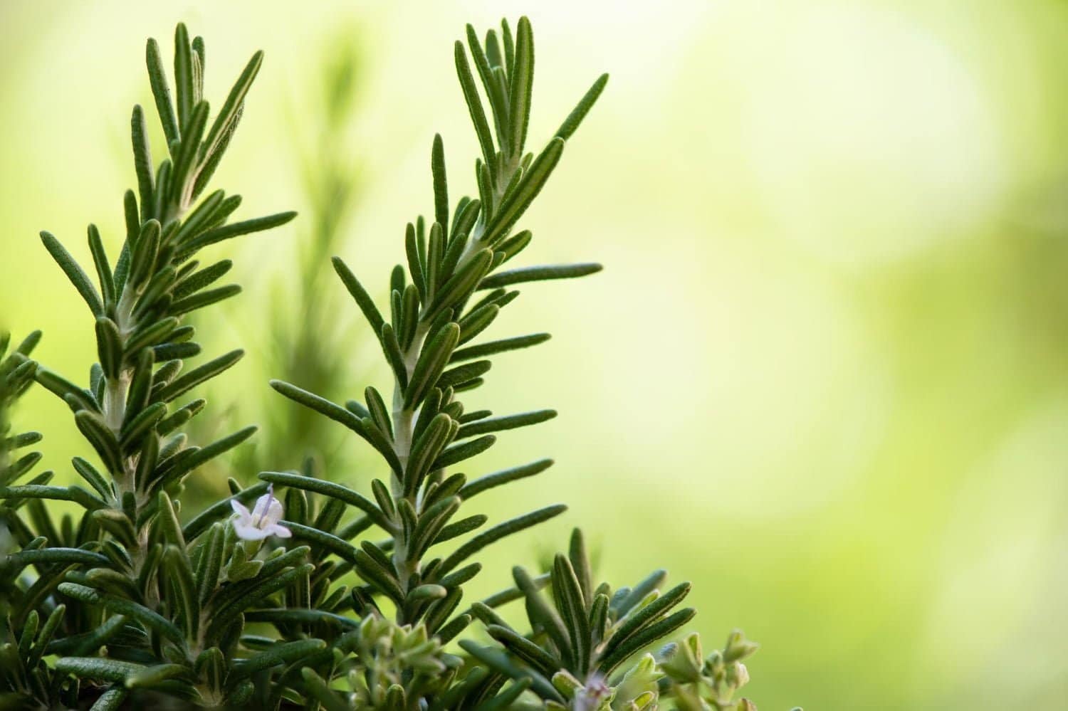 Cultivez le romarin dans votre jardin en cas de fatigue chronique