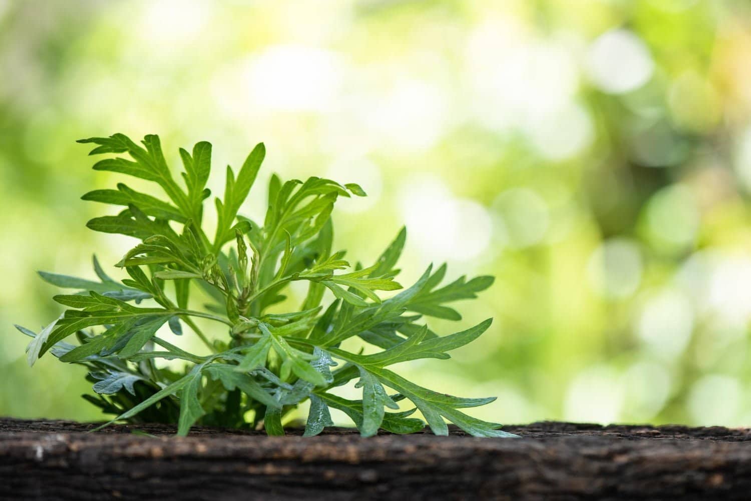 L’absinthe : une plante riches de vertus et de limites