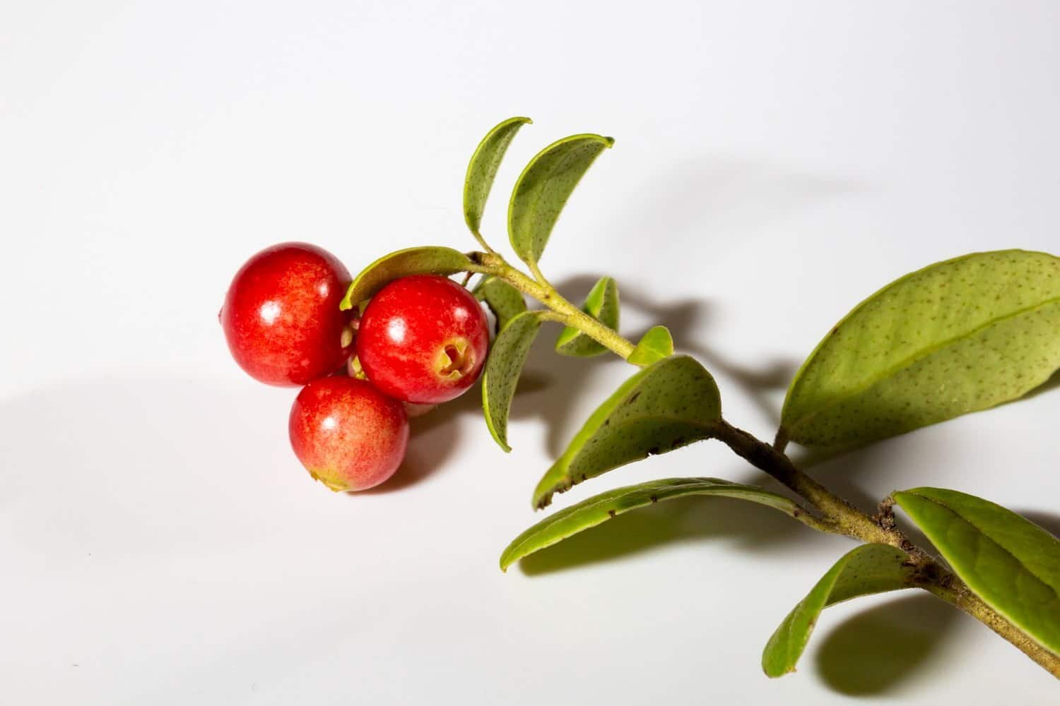 Les airelles rouges, une plante aux multiples bienfaits