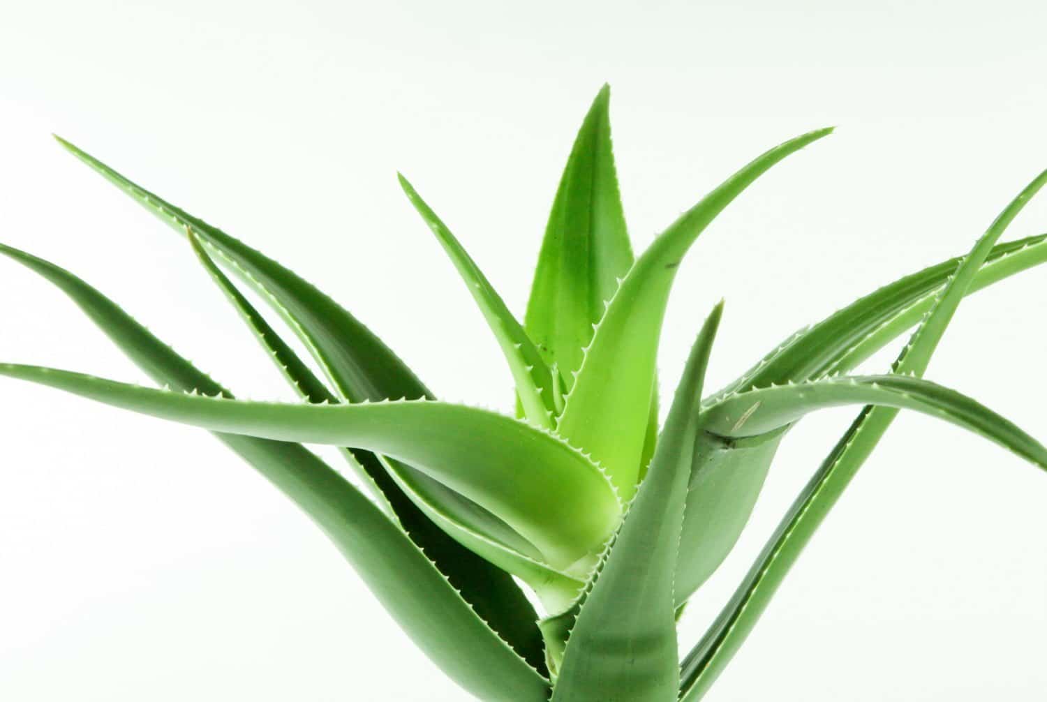 L’aloe vera : 2 usages bien distincts pour une seule plante