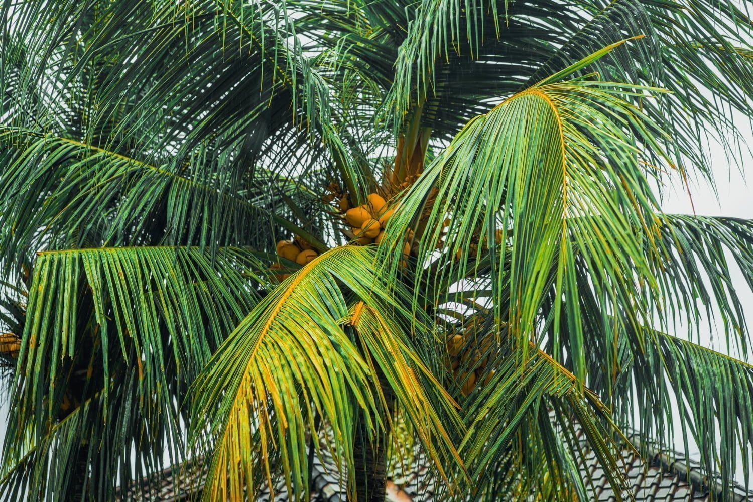 Palmier nain : ses indications thérapeutiques