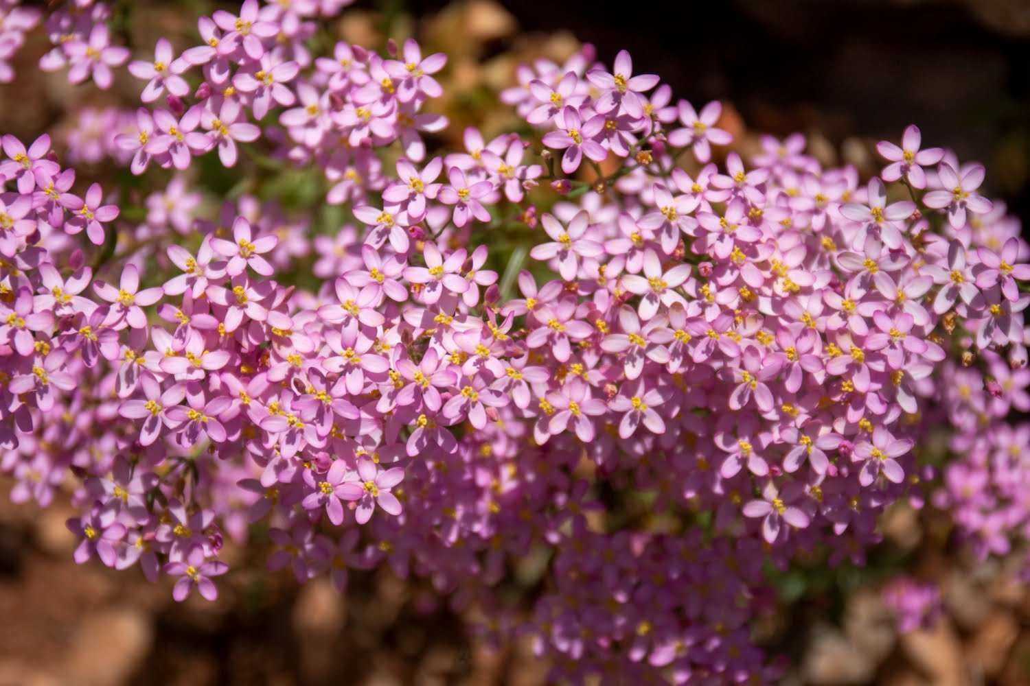 Les bienfaits de la petite centaurée en phytothérapie
