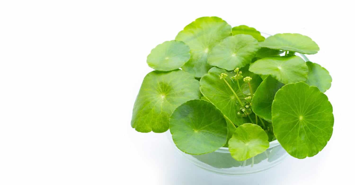 La centella asiatica et ses propriétés thérapeutiques