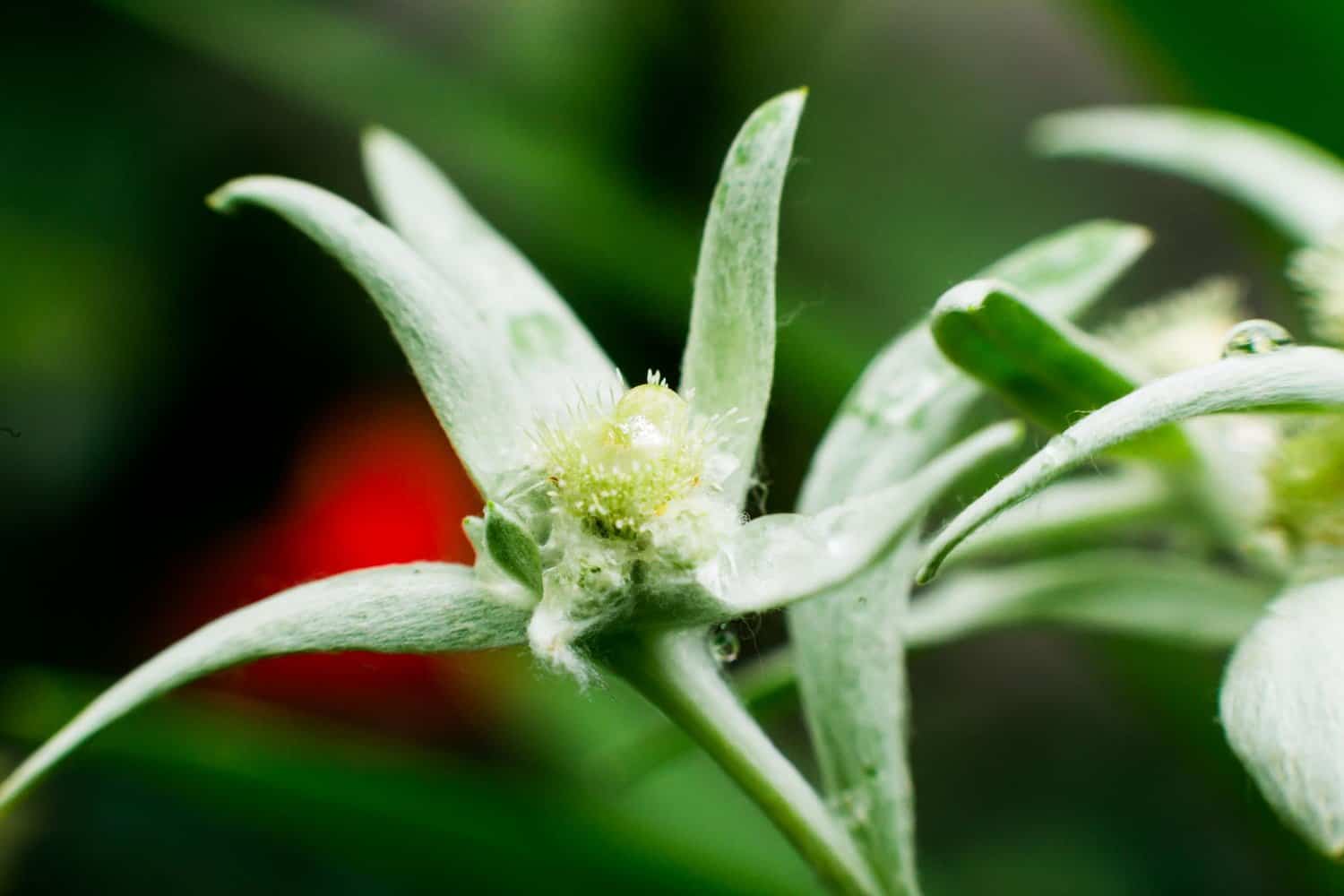 L’edelweiss : une plante cosmétique médicinale