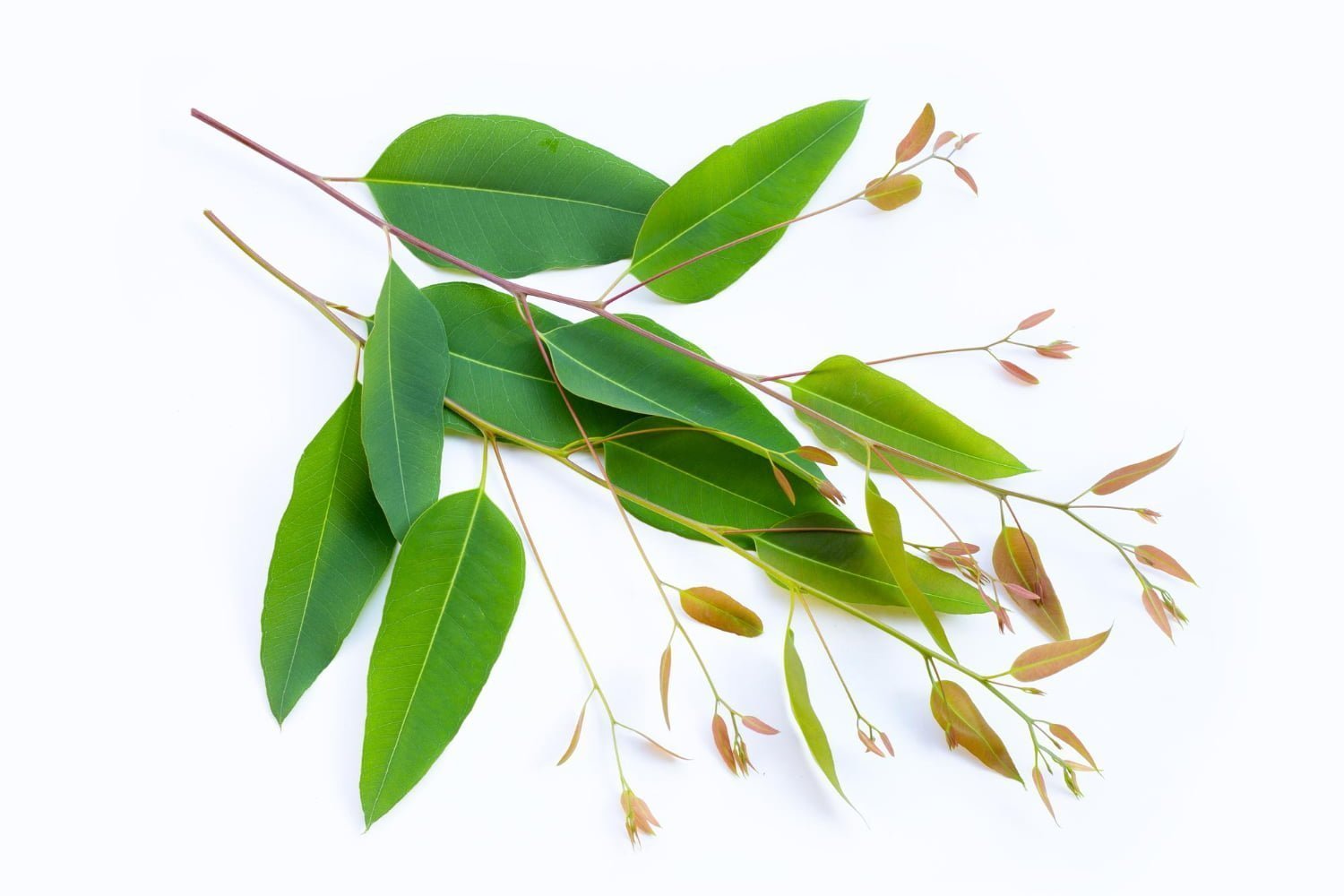 Eucalyptus : propriétés, usages et précautions d’un allié respiratoire