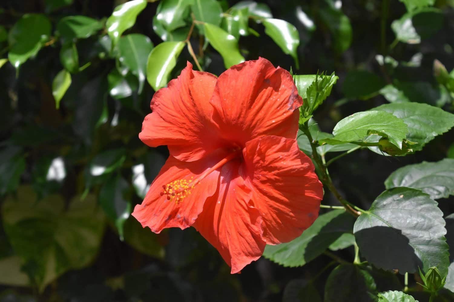 L’hibiscus : les qualités thérapeutiques à souligner