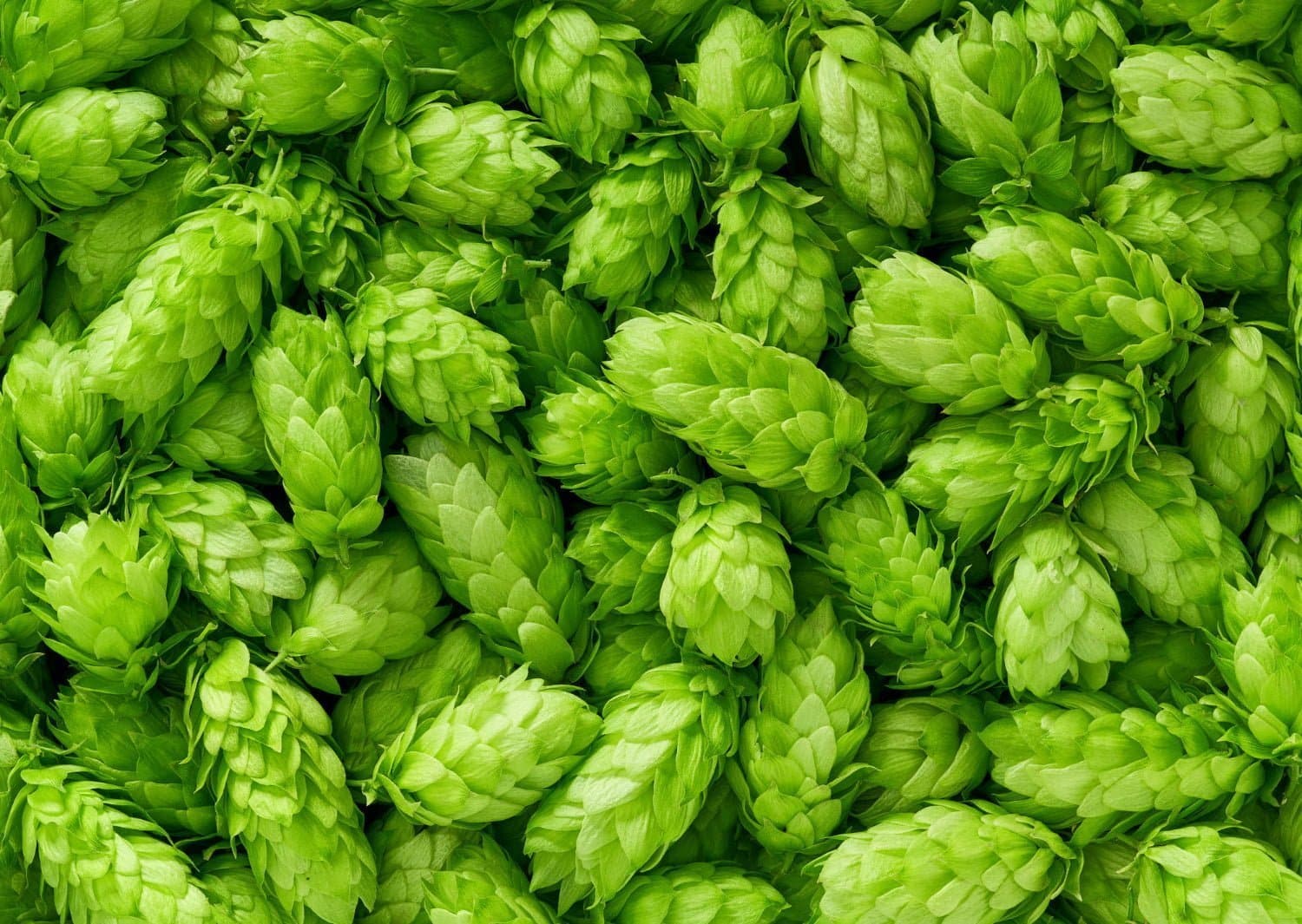 Les indications thérapeutiques du houblon