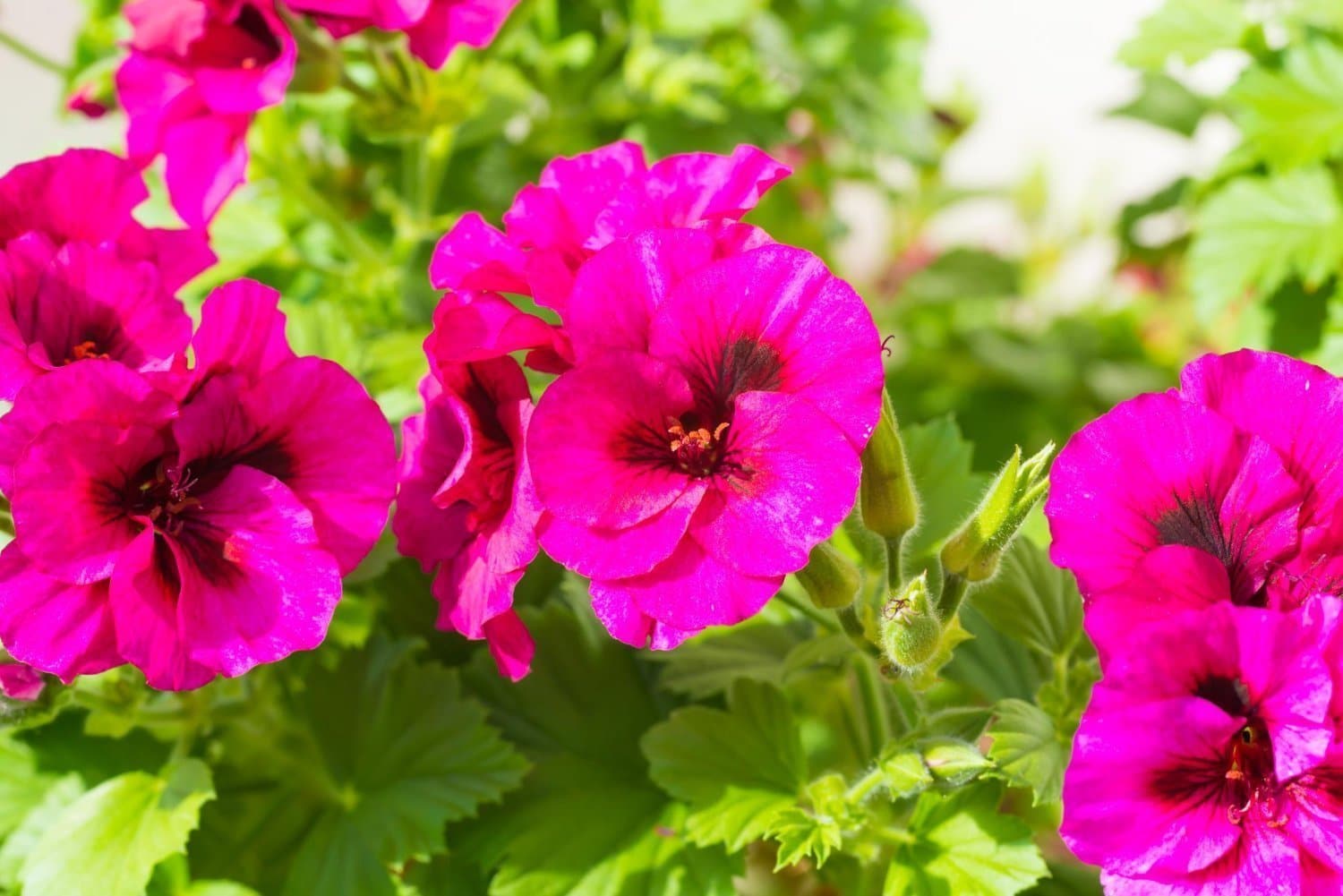 Le Pélargonium : une plante aux multiples vertus