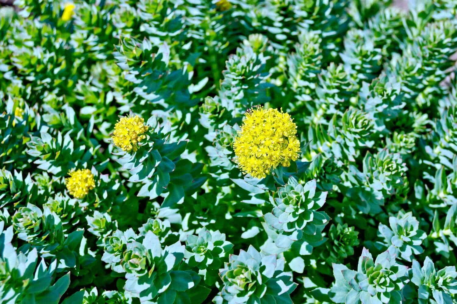 Les bienfaits de la Rhodiola (orpin rose)