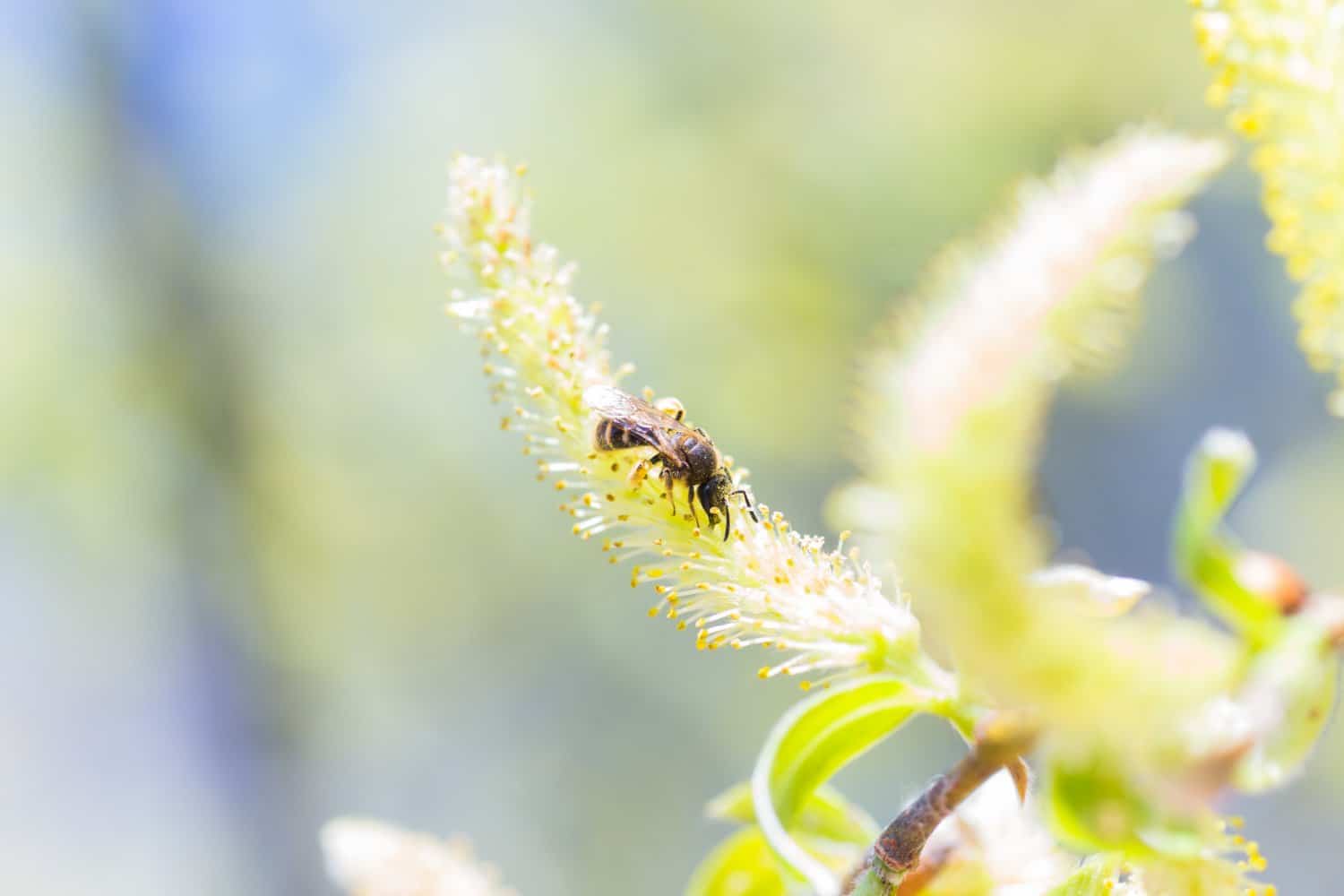 Comment utiliser le saule comme plante médicinale ?