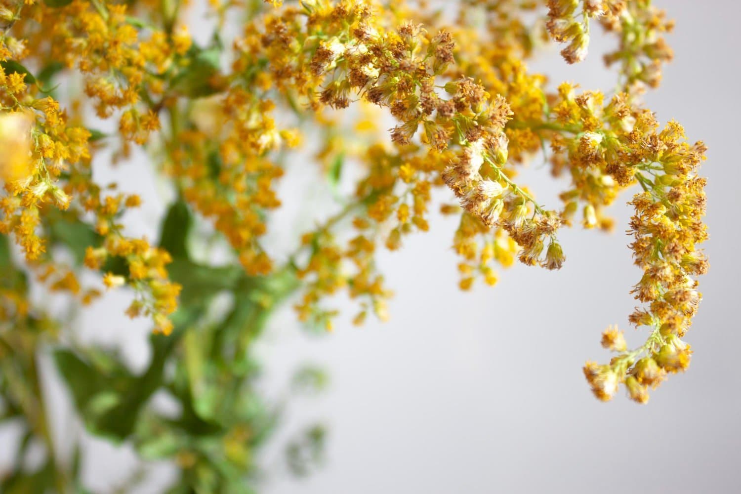 La verge d’or (solidago virgaurea) : comment l’utiliser ?
