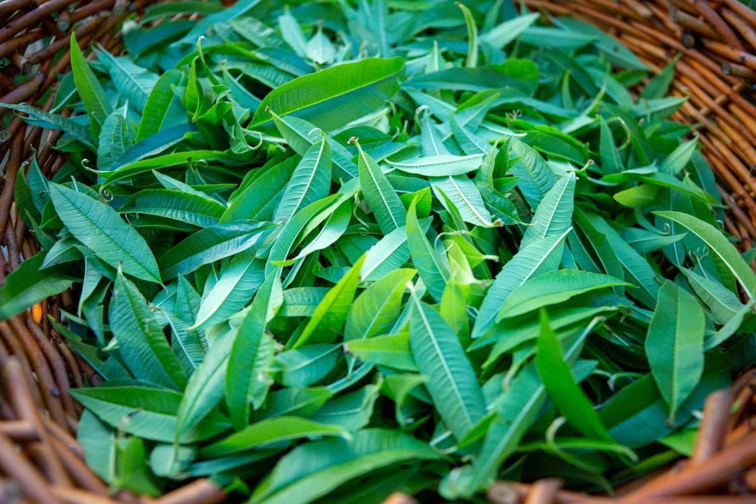 Les bienfaits de la verveine citronnelle (odorante)