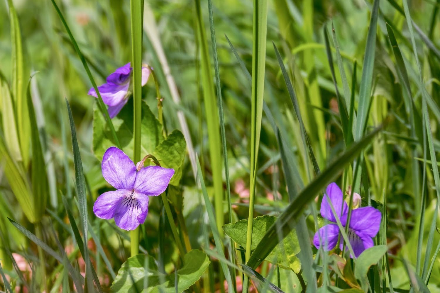 Violette odorante : une fleur pas si discrète en phytothérapie