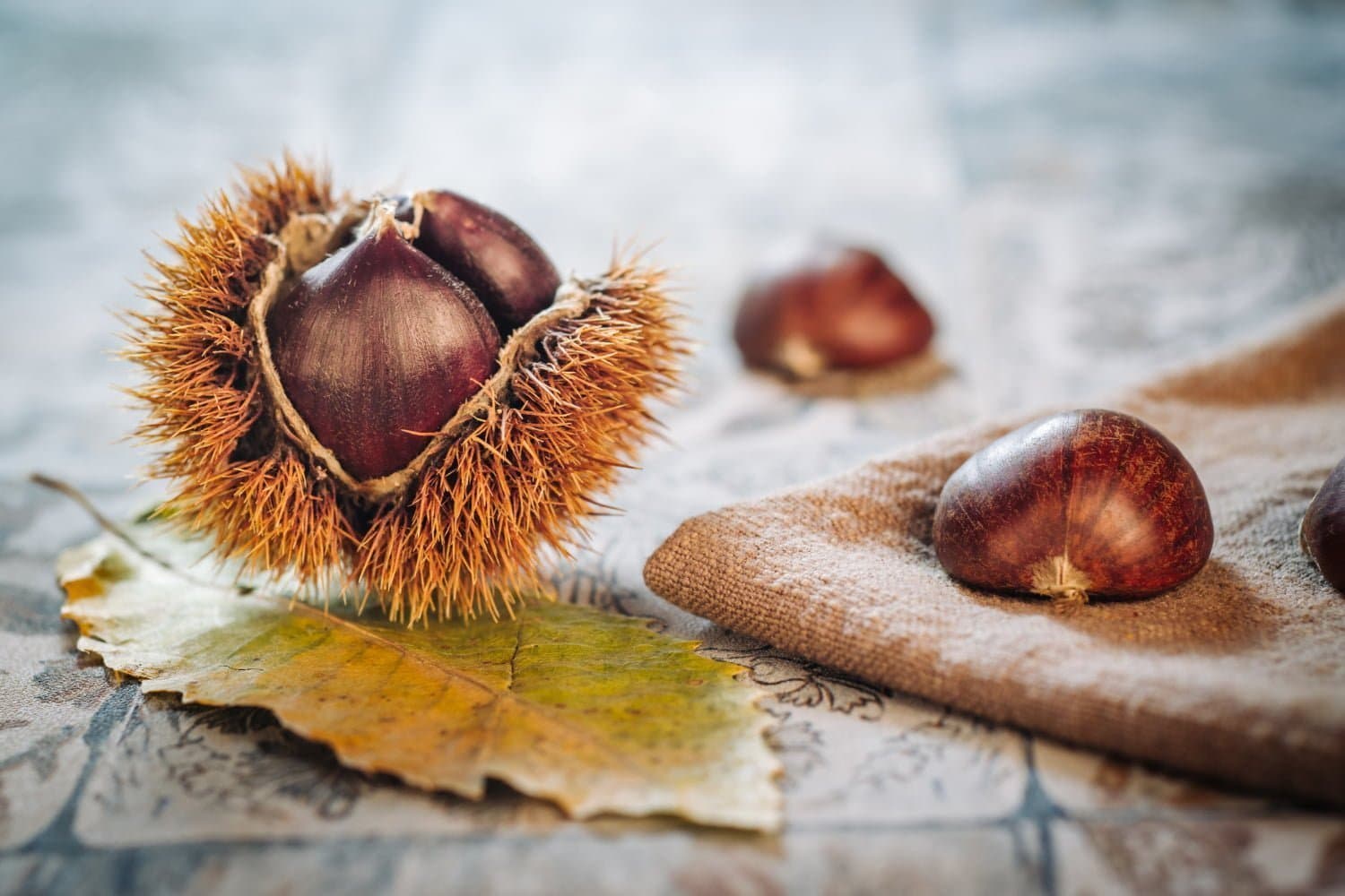 Les indications du châtaignier en phytothérapie