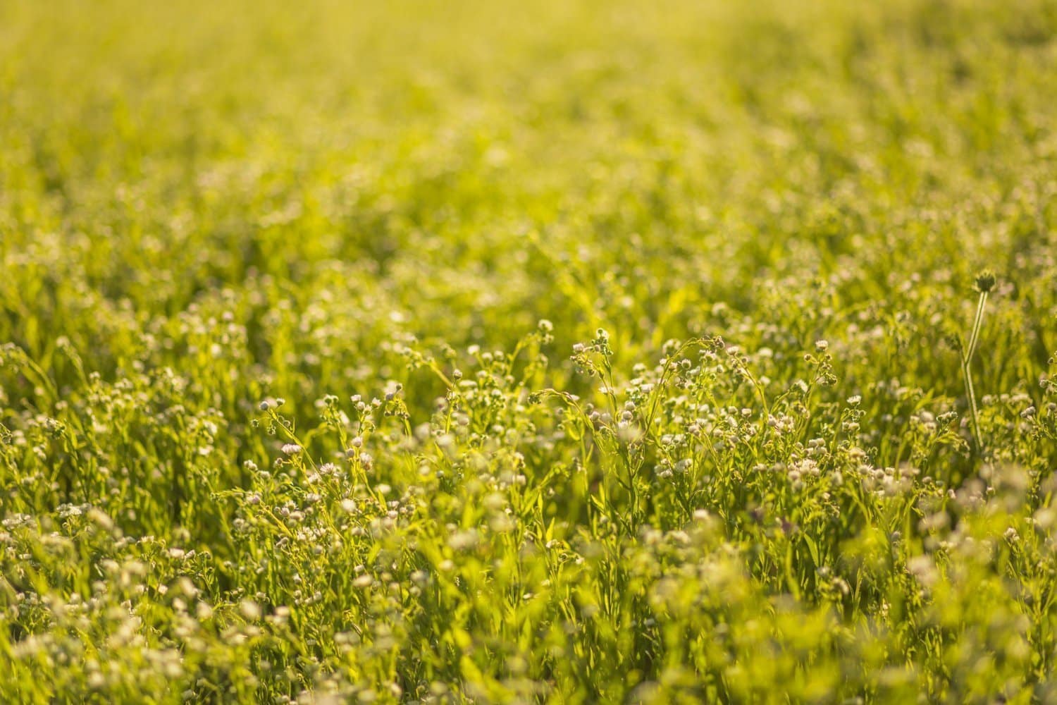 Toutes les indications thérapeutiques du mélilot