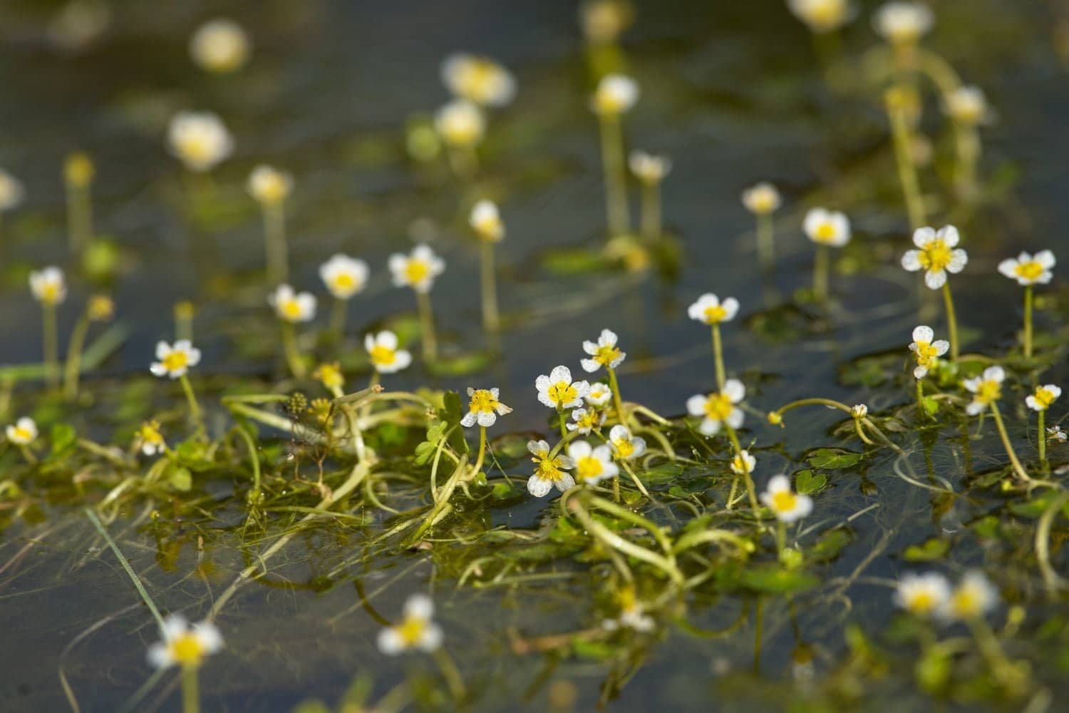 La sanicle d’Europe : une plante oubliée aux nombreuses vertus