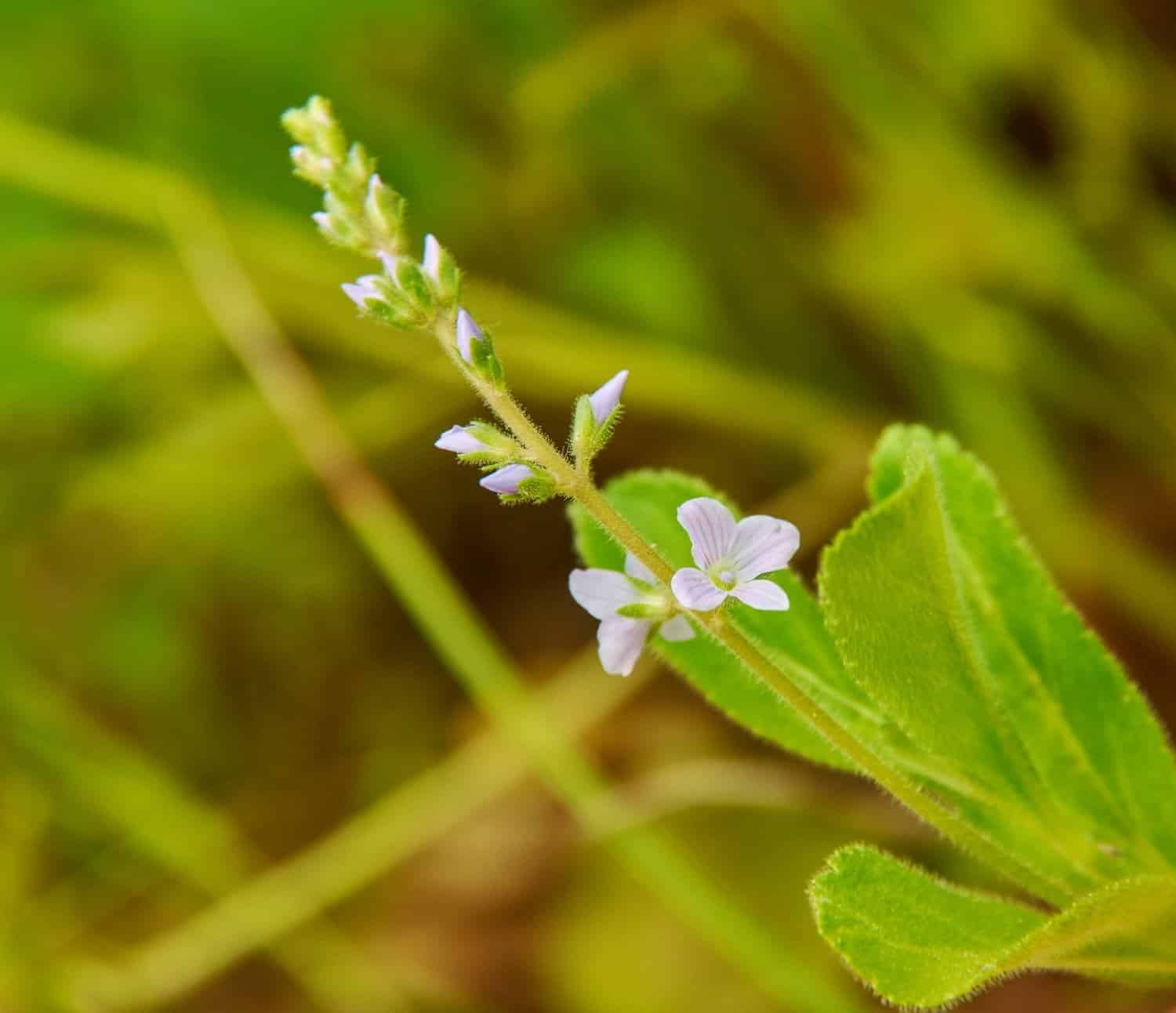 La véronique officinale : tout savoir de ses usages en médecine naturelle