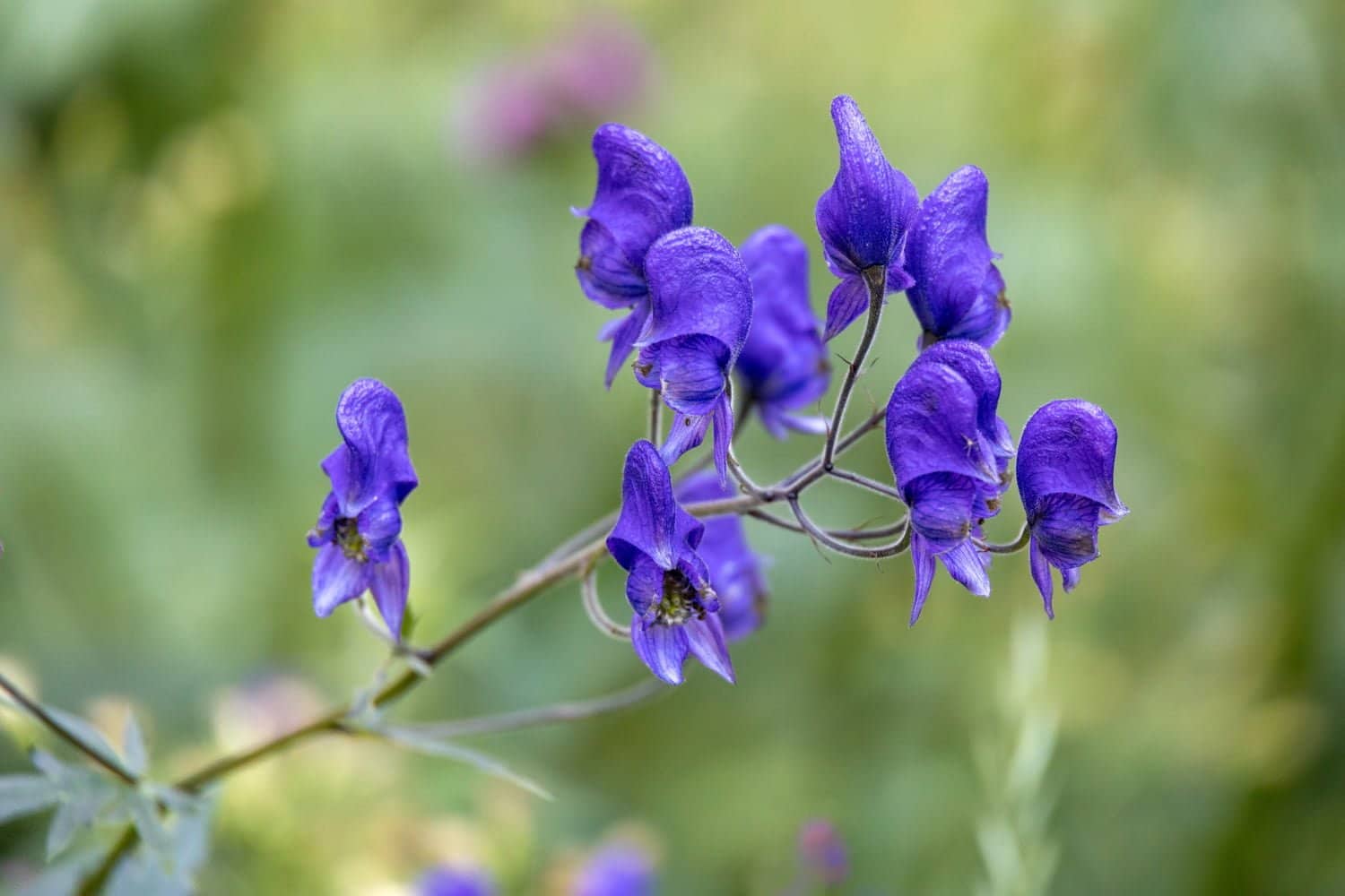 Aconitum napellus : un remède aux états fébriles et anxieux