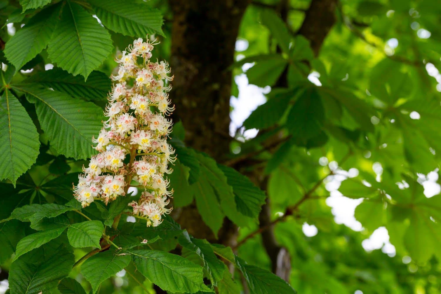 Aesculus hippocastanum : un remède aux crises d’hémorroïdes