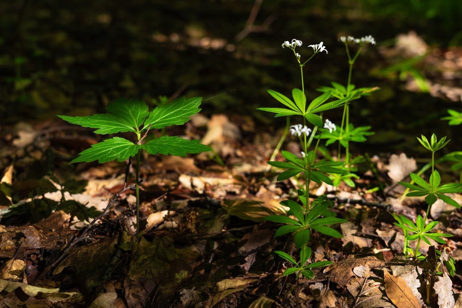 Les propriétés de l’aspérule odorante en phytothérapie