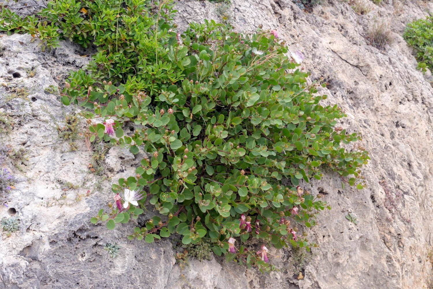 La bugrane épineuse : une plante aux bienfaits diurétiques