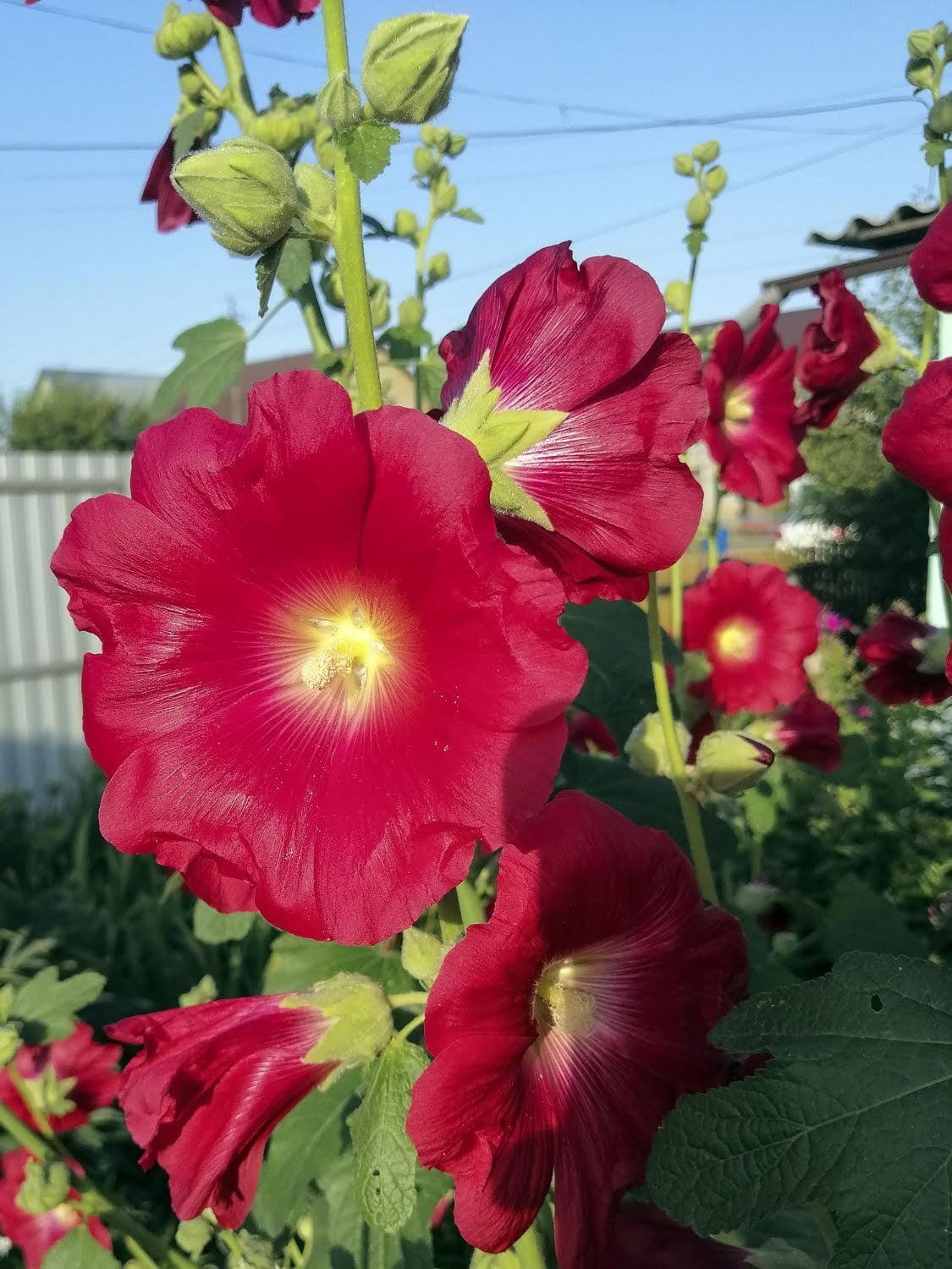 La mauve, un concentré de douceur en phytothérapie