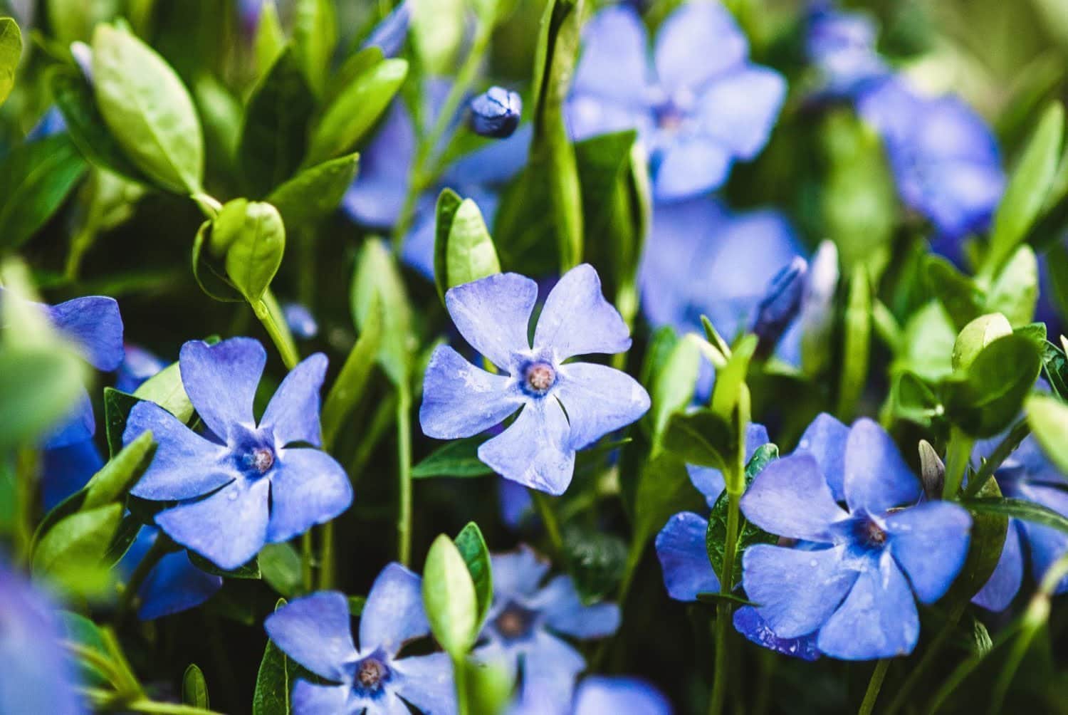 La petite pervenche en phytothérapie