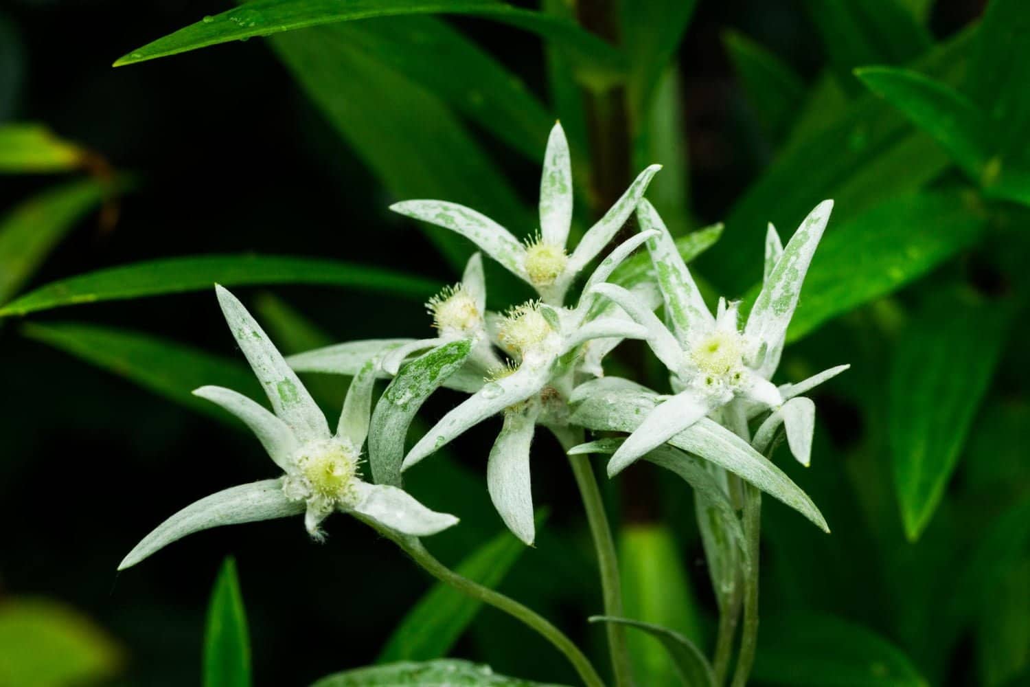 L’édelweiss, étoile d’argent ou immortelle des neiges : une fleur de jeunesse