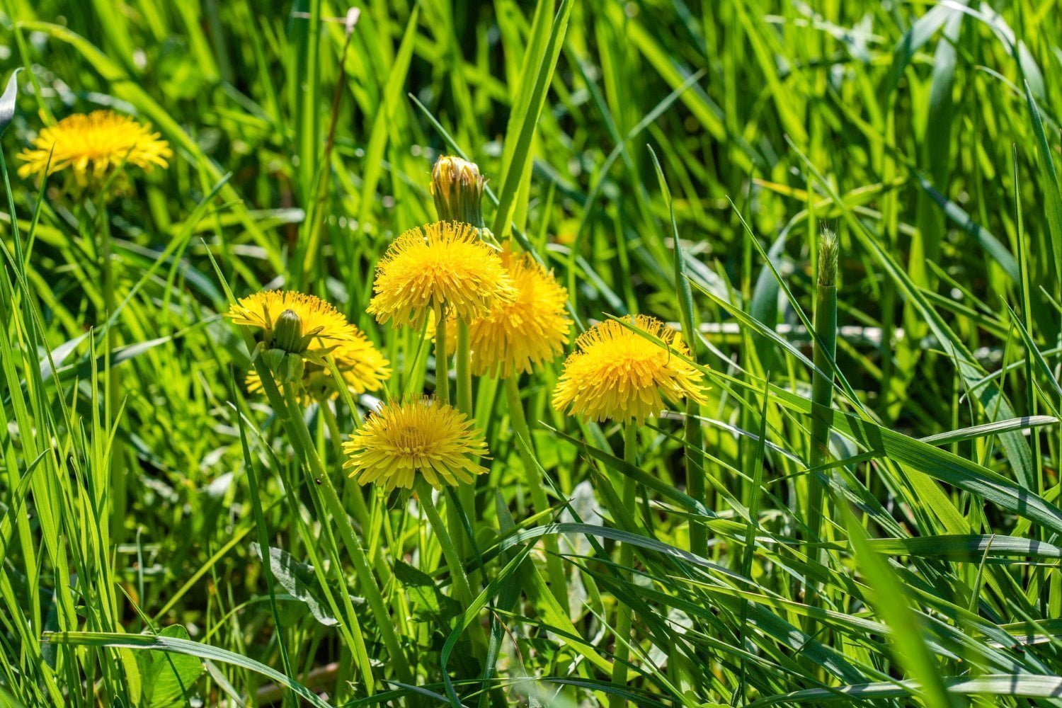 Pissenlit: un effet protecteur des feuilles sur le cerveau