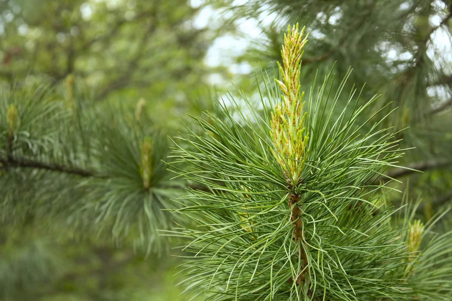 Les bienfaits santé des bourgeons de sapin
