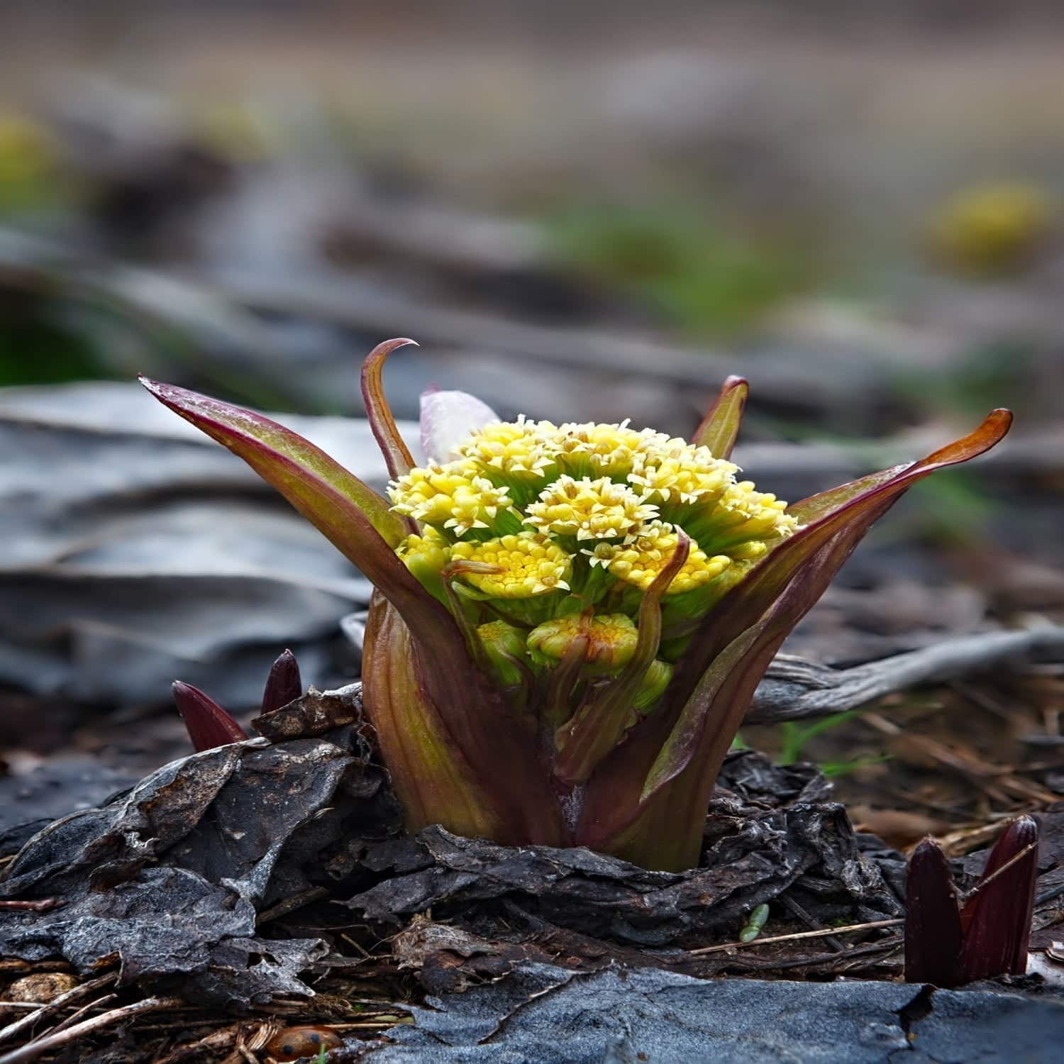 Les bienfaits du pétasite en phytothérapie
